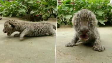 Leopard Cubs Found in Haryana Video: Minor goatherd Brings Two Cubs Home From Jungle in Nuh, Recovered by Forest Officials