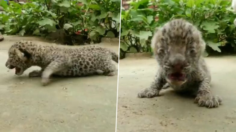 Leopard Cubs Found in Haryana Video: Minor goatherd Brings Two Cubs Home From Jungle in Nuh, Recovered by Forest Officials