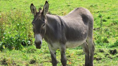 Donkey Menace in Kolhapur Video: Stray Jack Attacks Elderly Man in Gandhinagar, Residents in Panic