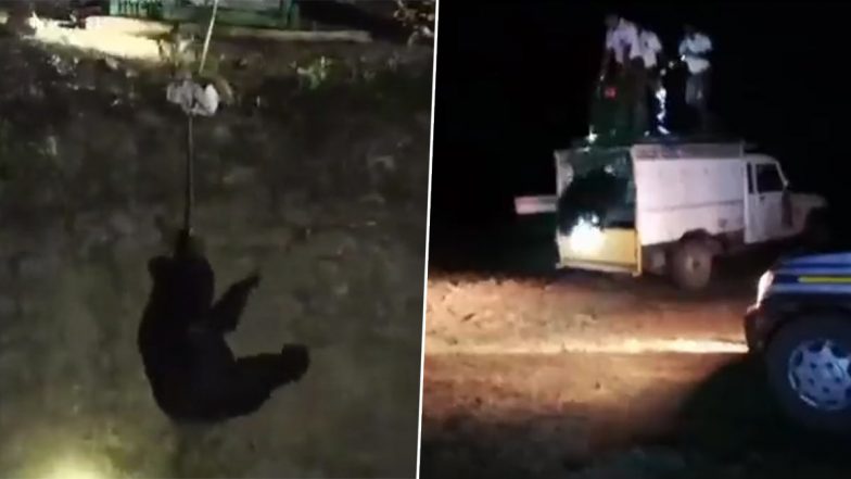 Bear Falls Into Open Well in Odisha’s Nabrangpur, Here’s How Trained Professionals Rescued the Animal (Watch Video)