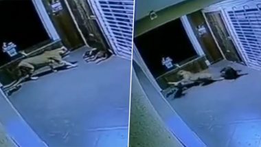 Leopard Attack in Nashik Video: Big Cat Pounces on Dog After Sneaking Into House, Chased Away by Other Canine