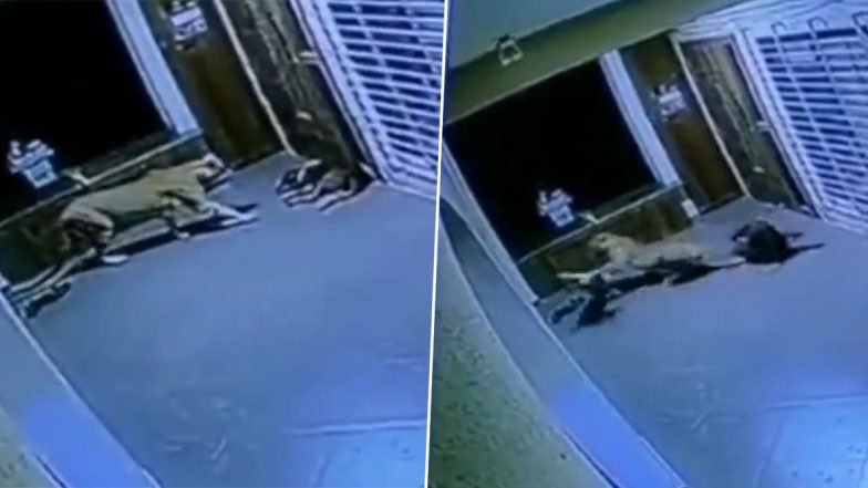 Leopard Attack in Nashik Video: Big Cat Pounces on Dog After Sneaking Into House, Chased Away by Other Canine