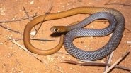 Desert Whip Snake Discovered: Researchers at The University of Adelaide Find a New Venomous Species of Snake (Check Pic and Video)