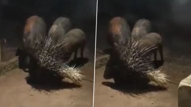 Wild Boar and Porcupine Feast Together, IFS Officer Shares Video of the Two Wild Animals Happily Sharing Food (Watch)