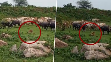 Maharashtra: Injured Tiger Spotted Amidst Cattle in Chandrapur Forest Area (Watch Video)