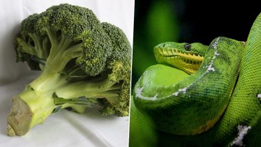 Snake in Broccoli! UK Man Gets the Shock of His Life After Finding Slithering Reptile in Vegetable Purchased From Supermarket