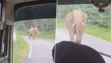 Elephant Attack Video: Narrow Escape for Passengers After Jumbo Charges Towards Bus, Then Walks Away Calmly