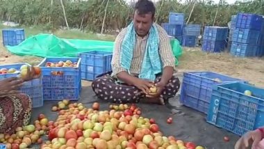 Chittoor Farmer Becomes Millionaire Amid Rising Tomato Prices, Earns Rs 3 Crore After Cultivating Tomatoes in 22 Acres
