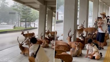 Unfazed by the People, Herd of Deer Takes Shelter During a Downpour in Japan, Mesmerizing Video Goes Viral (Watch)