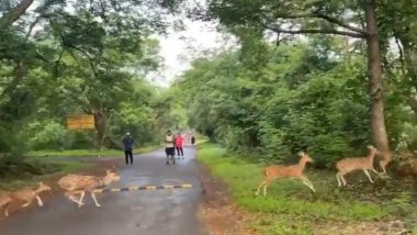 Morning Walkers Greeted With a Herd of Deers Crossing the Road at Sanjay Gandhi National Park (Watch Video)