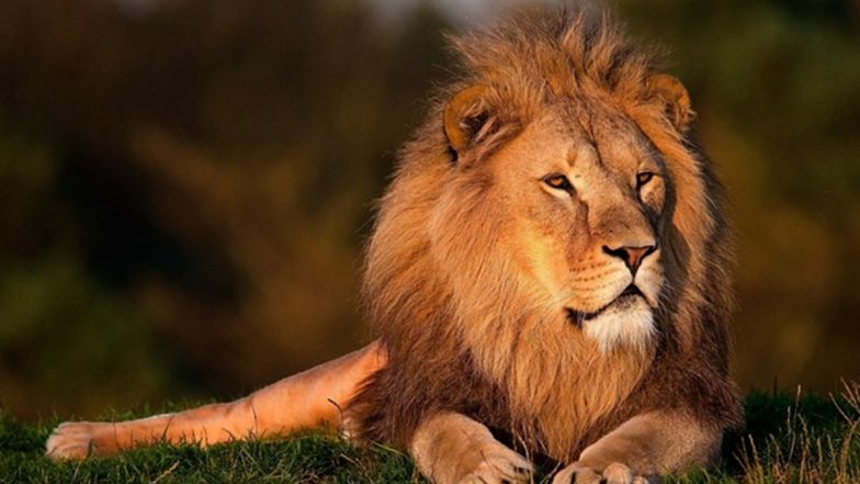 Lion Named Kesari Dies at Etawah Safari Park Due to Illness