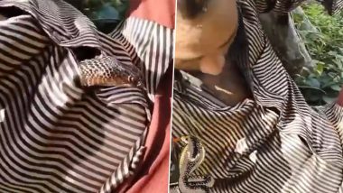 Snake Found Inside Shirt Video: Cobra Enters Man's Shirt, Spine-Chilling Clip Goes Viral