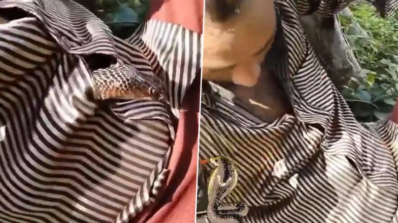 Snake Found Inside Shirt Video: Cobra Enters Man's Shirt, Spine-Chilling Clip Goes Viral