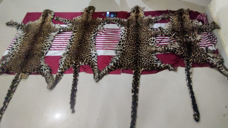 Odisha: Four Leopard Skins Seized in Baripada, Three Arrested (See Pics)