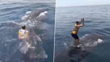 Iranian Man Rides a Whale Shark in Persian Gulf, Watch Him Clap and Dance in Viral Video