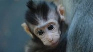 Monkey on Loose in Pakistan Court Video: Baby Monkey Escapes During Aminal Smuggling Case, Creates Chaos