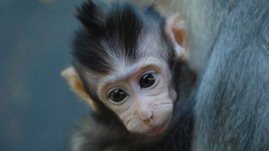 Monkey on Loose in Pakistan Court Video: Baby Monkey Escapes During Aminal Smuggling Case, Creates Chaos