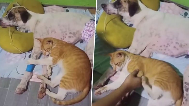 Bestfriends Forever! Cat Refuses to Leave Sick Dog's Side, Old Heart-Touching Video Goes Viral Again (Watch)