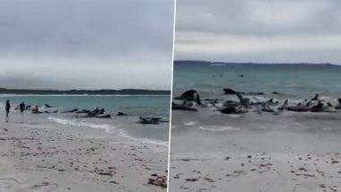 Whale Deaths in Australia Video: Nearly 50 Pilot Whales Dead After Mass Stranding on Cheynes Beach
