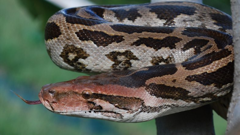 Snake Found on Mumbai Building Video: Animal Lovers Rescue Four-Foot-Long Indian Rock Python That Climbed Up 13th Floor Terrace of Ghatkopar Highrise