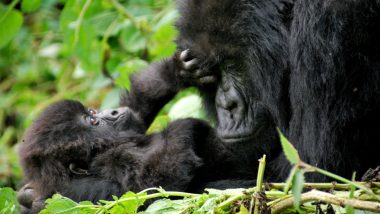 ‘Male’ Gorilla Gives Birth at US Zoo Leaving Staff Members With Sweet Surprise