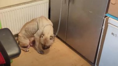 Animal Cruelty in UK: Indian-Origin Man Sentenced to Prison for Starving, Chaining Dog to Fridge After It Gives Birth to Seven Puppies