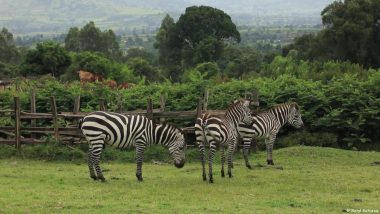 Outcry as Kenya Lifts Six-year Ban on Logging