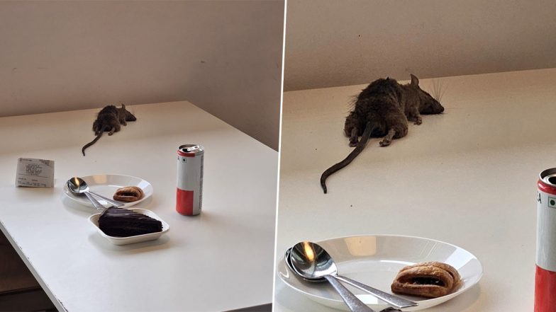 Dead Rat Drops On Customer's Food Table at IKEA Restaurant in Bengaluru, Swedish Company Posts Apology After Pic Goes Viral