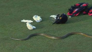 Snake Stops Play in Lanka Premier League 2023 After it Enters Ground During Galle Titans vs Dambulla Aura Match at R Premadasa Stadium, Video Goes Viral