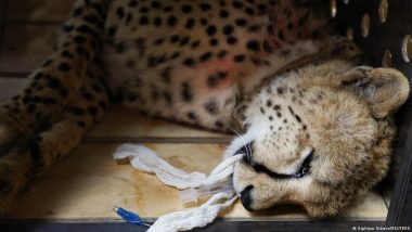 India's Push to Bring Back Cheetahs at Risk as Predators Die