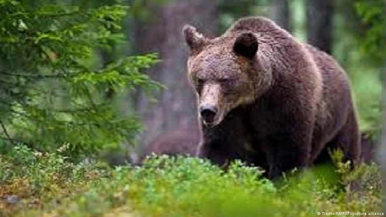 Italy: Killer Bear Wins Again Amid Prolonged Legal Fight