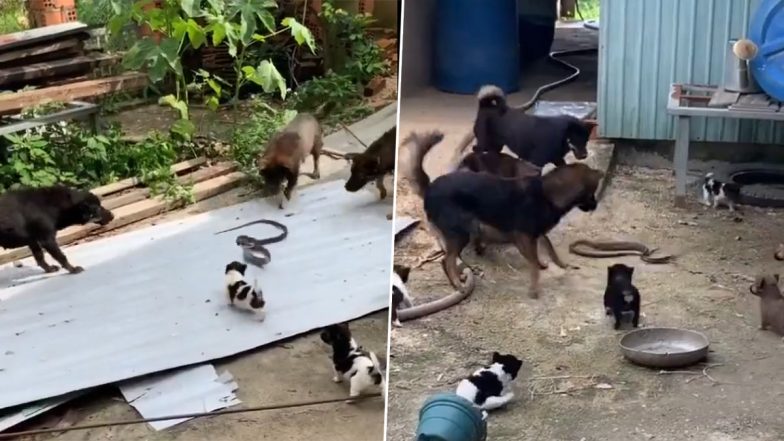 Dogs vs Snake Fight Video: Pack of Canines Take on Serpent, Killing it in Fierce Battle To Protect Puppies