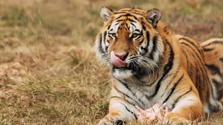 Tiger Fight Caught on Camera in Maharashtra: Tadoba's Big Cat 'Bajrang' Dies In a Fierce Territorial Battle in Chandrapur, Video Goes Viral