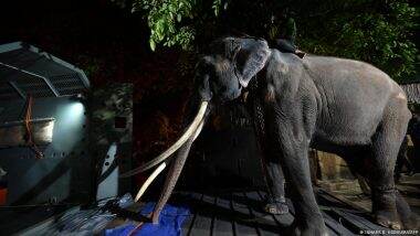 Thailand Takes Back Elephant from Sri Lanka over Abuse Claim