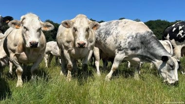 EU-Mercosur Trade Deal: A Tale of Two Cattle Ranchers