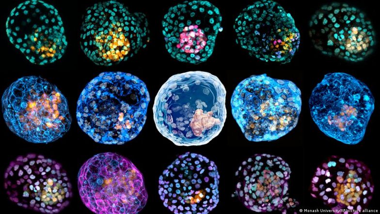 Future Humans Born in a Petri Dish?