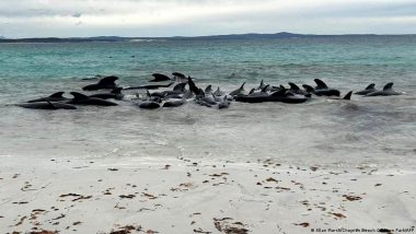 Australia: Over 50 Pilot Whales Dead in Mass Stranding