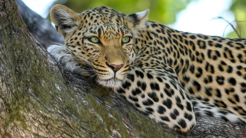 Leopard Spotted in Nashik Video: Panic Engulfs Among Locals As Big Cat Seen Strolling Into Residential Area