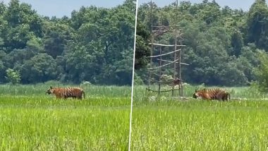 'Tiger Is Not Born Man-Eater': Farmer Ploughs the Field While Tiger Roams Around Without Posing Any Threat, IFS Officer Shares Video