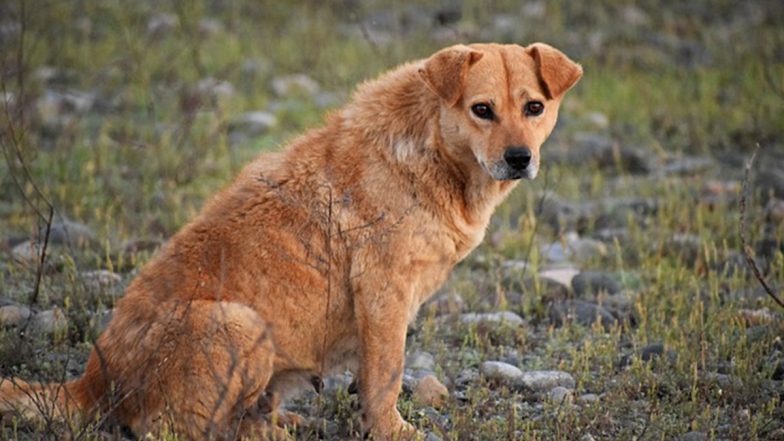 Chandigarh Shocker: Chased by Stray Dogs, Class 2 Student Dies of Panic Attack