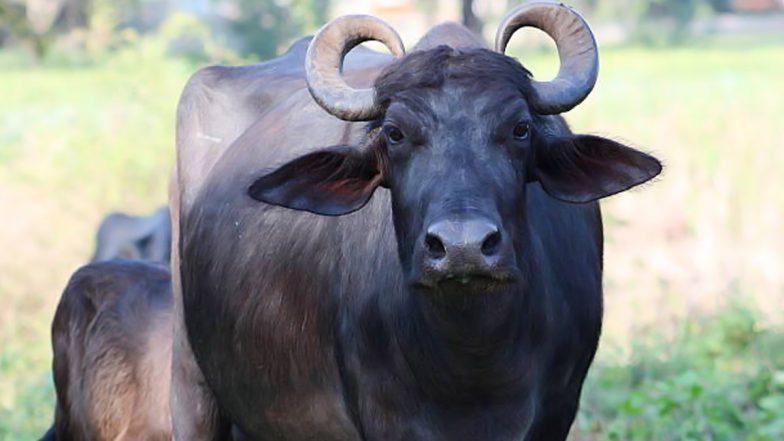 Delhi: Severed Head of Buffalo Found Near Temple in Welcome Area; Two Accused Arrested