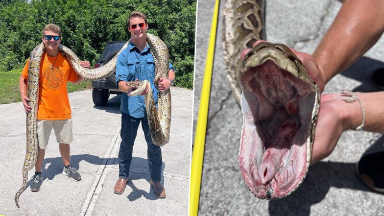 22-Year-Old Florida Man Catches Massive 19-Foot-Long Burmese Python (View Pics)