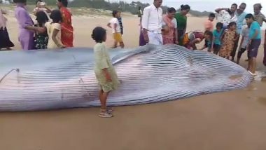 Whale on Andhra Pradesh Beach Video: Giant 25-Foot Dead Black Whale Washes Ashore at Srikakulam's Meghavaram Coast