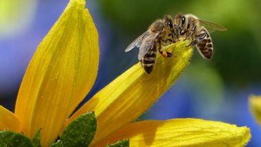 Science News | Immune-boosting Therapy Helps Honey Bees Fight Viruses: Study