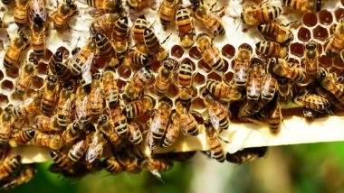 Science News | Immune-boosting Therapy Helps Honey Bees Resist Deadly Viruses: Study