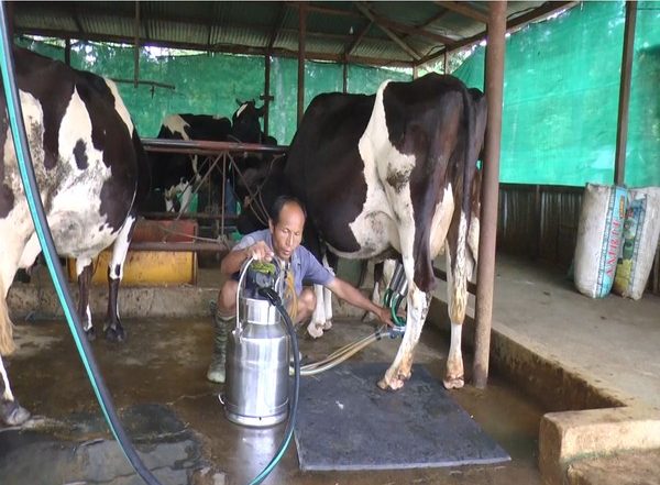 World News | India's Milky Way: From Deficit to Surplus, India's Spectacular Milk Production Journey