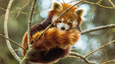 Science News | Tropical Mammals Are Not Immune to Human Activity: Study