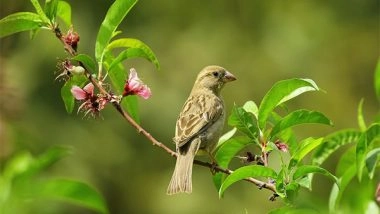 Science News | Male Birds Who Can Repeat Song Notes Attract Female Mates: Study
