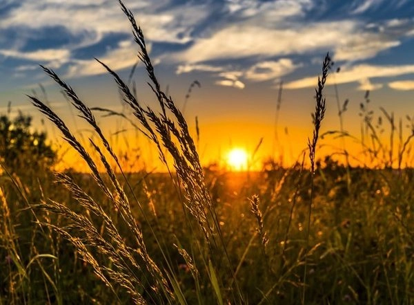 World News | Strong Winds in Afghanistan's Nimroz Cause Major Challenges for Farmers