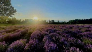 India News | J&K: CSIR Indian Institute of Integrative Medicine Empowers Labourers in Lavender Farming in Southern Pulwama District